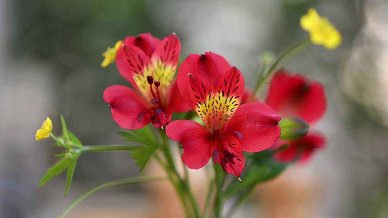 Primo piano di fiori di alstroemeria rosso vivo in fiore con delicate striature gialle e sfondo sfocato e morbido.