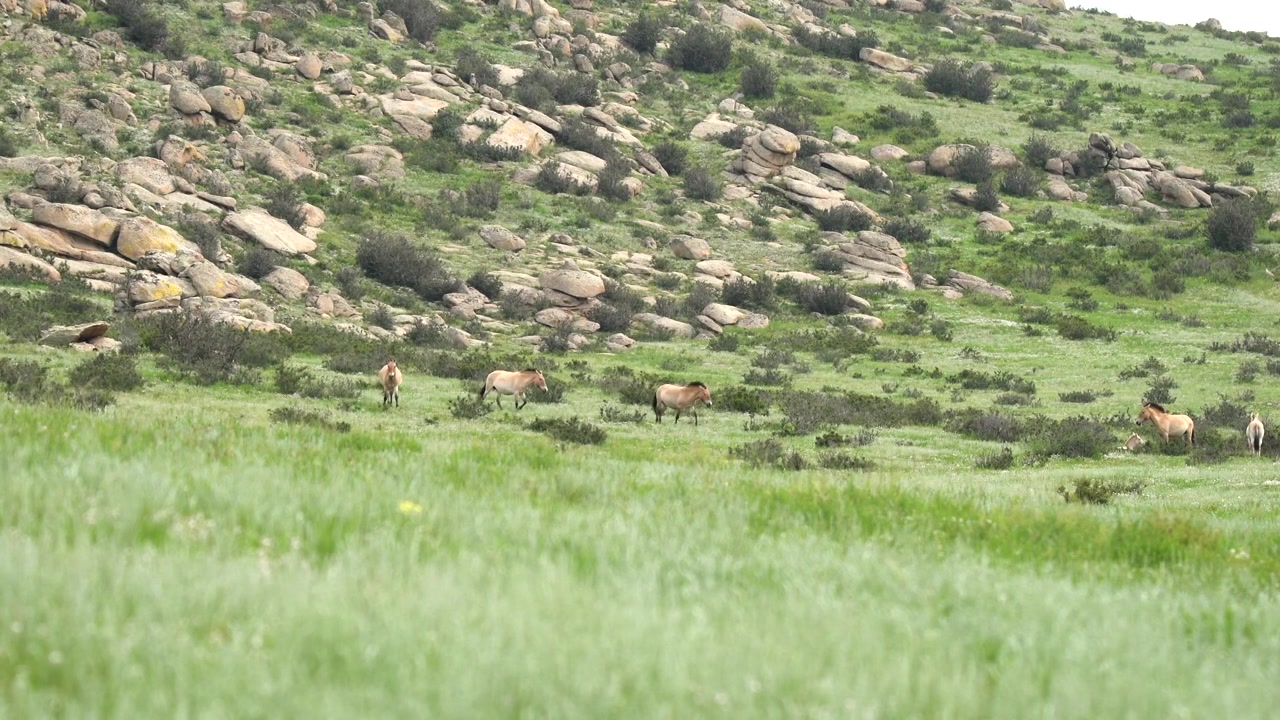Cavalli di Przewalski al pascolo in un prato erboso