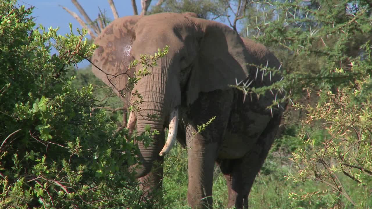 화난 아프리카 코끼리는 마치 1을 돌격하는 것처럼 위협적으로 행동합니다.