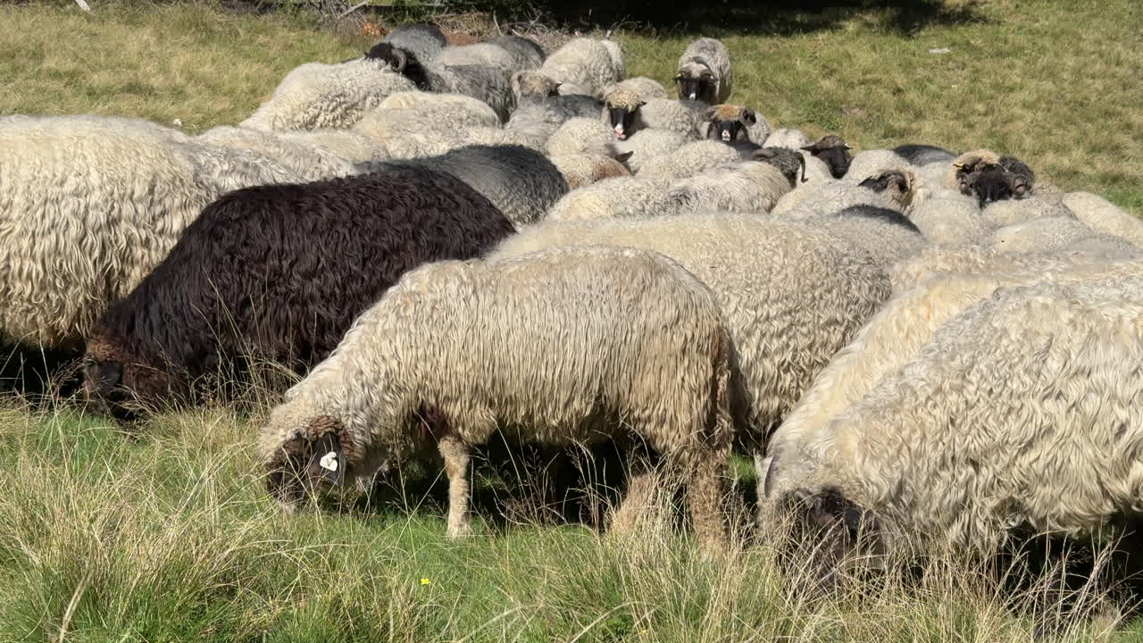 Mixed color sheep flock eating grass tightly packed on sunny green pasture