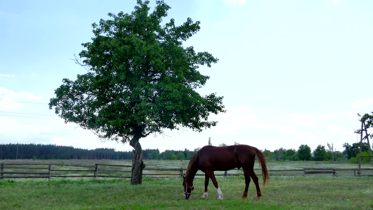 Il cavallo pascola sul prato davanti all'albero.