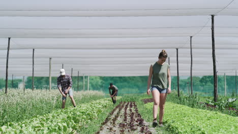 farm workers harvesting lettuce in greenhouse