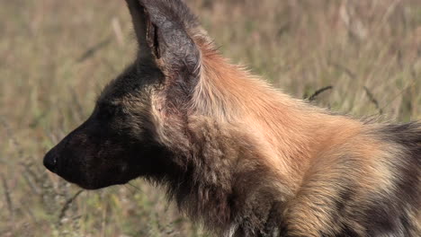 a close-up of an african wild dog in the savannah of a game reserve