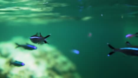 a peaceful underwater scene showcasing a school of colorful tropical fish swimming gracefully through crystal clear waters, illuminated by soft natural light