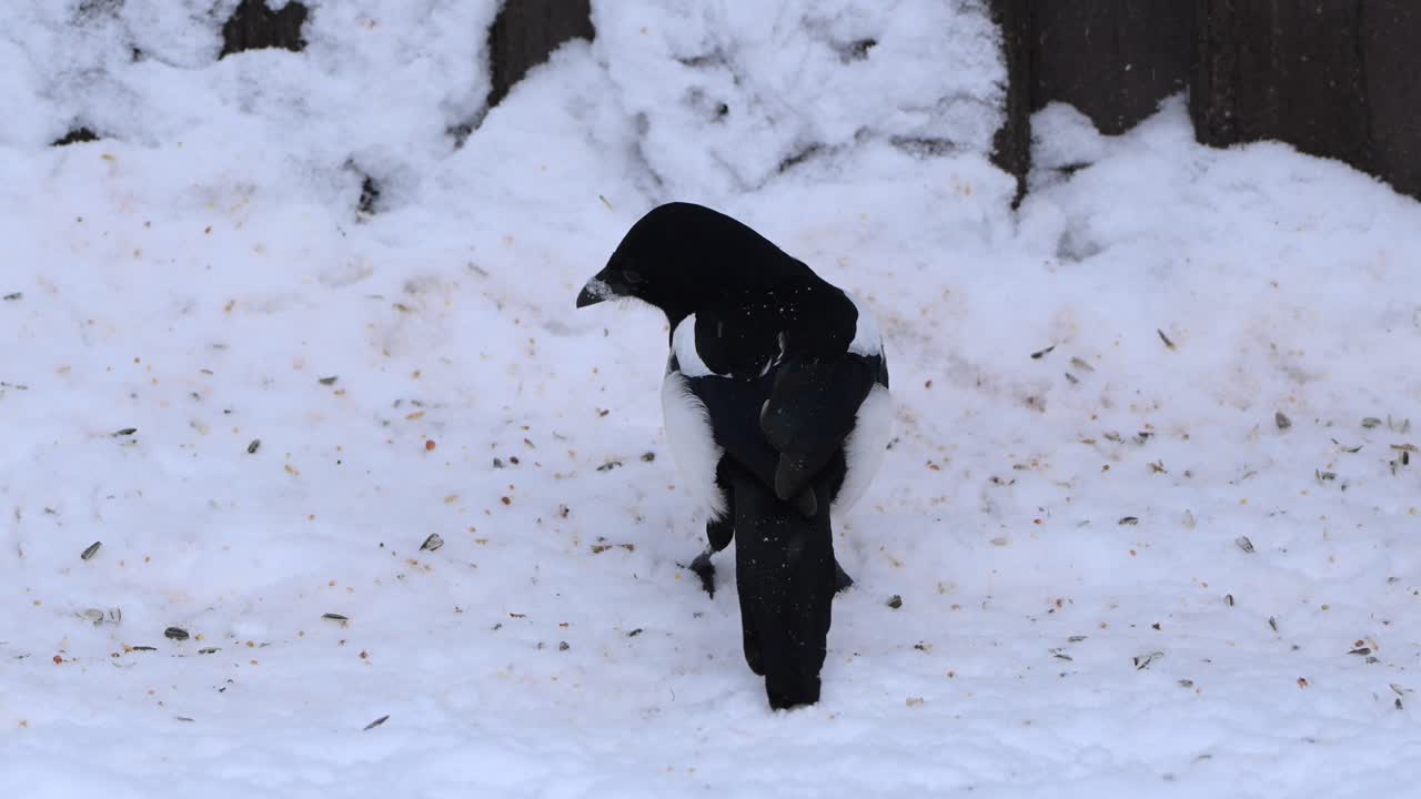 loseup handheld shot of Eurasian Magpie pecking bird seeds on snowy ground during cold winter day
