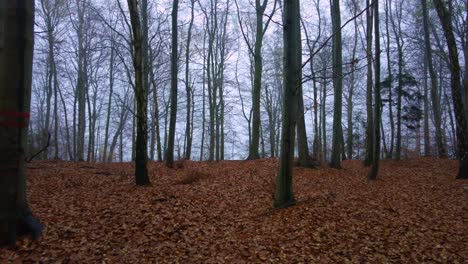 Un-Bosque-Con-Hojas-Caídas-En-El-Suelo-En-Un-Otoño-Frío-Y-Brumoso