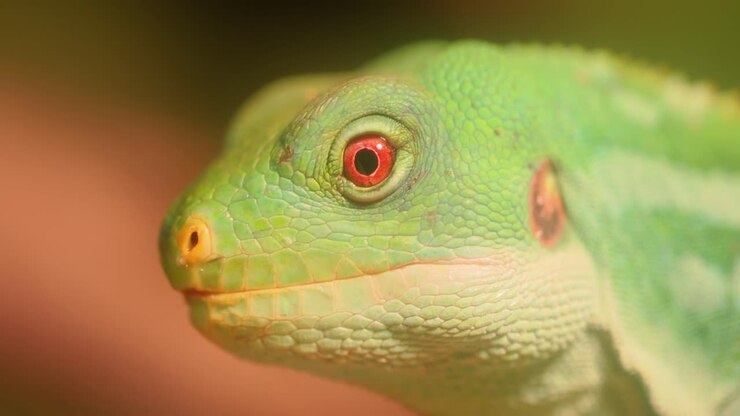 Lau banded iguana (Brachylophus fasciatus) is an arboreal species of lizard endemic to the Lau Islands of the eastern part of the Fijian archipelago.