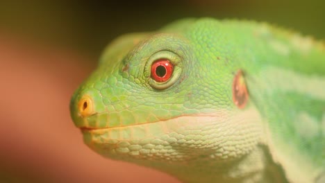 Der-Lau-Bänderleguan-(Brachylophus-Fasciatus)-Ist-Eine-Baumlebende-Eidechsenart,-Die-Auf-Den-Lau-Inseln-Im-östlichen-Teil-Des-Fidschi-Archipels-Endemisch-Ist.