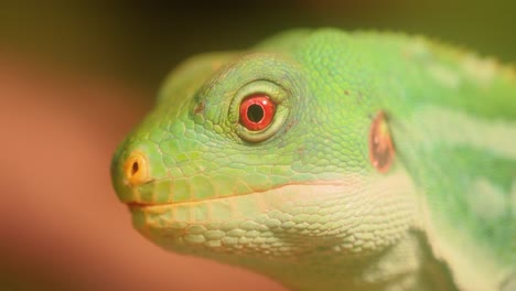 라우 줄무 ⁇  이구아나 (brachylophus fasciatus) 는 피지 군도 동부의 라우 섬에 서식하는 나무 속 도마 ⁇  종이다.