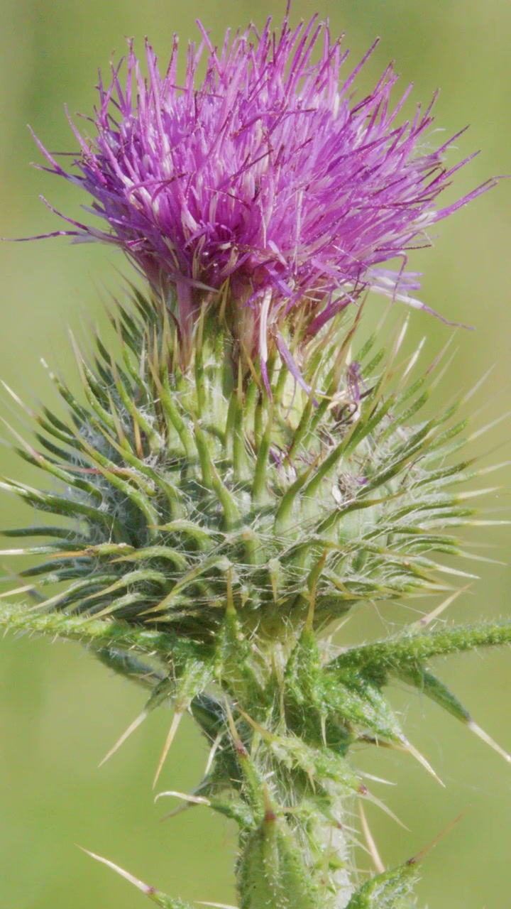 Un vivace fiore di cardo con petali viola e stelo verde spinoso si muove sottilmente alla luce naturale del giorno, catturato in uno scatto macro stabile con uno sfondo sfocato