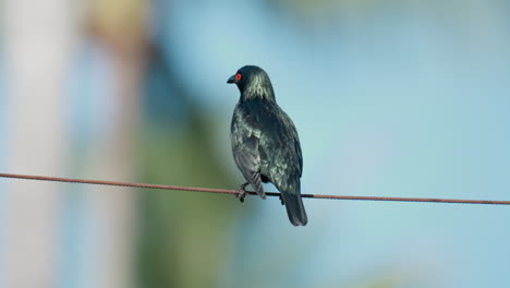 Adult-Asian-Glossy-Starling-Bird-Perched-Balancing-on-Wire-Or-Metal-Cable-on-Sunny-Day-in-Malaysia---rear-view