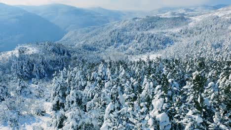 snowy mountain forest landscape