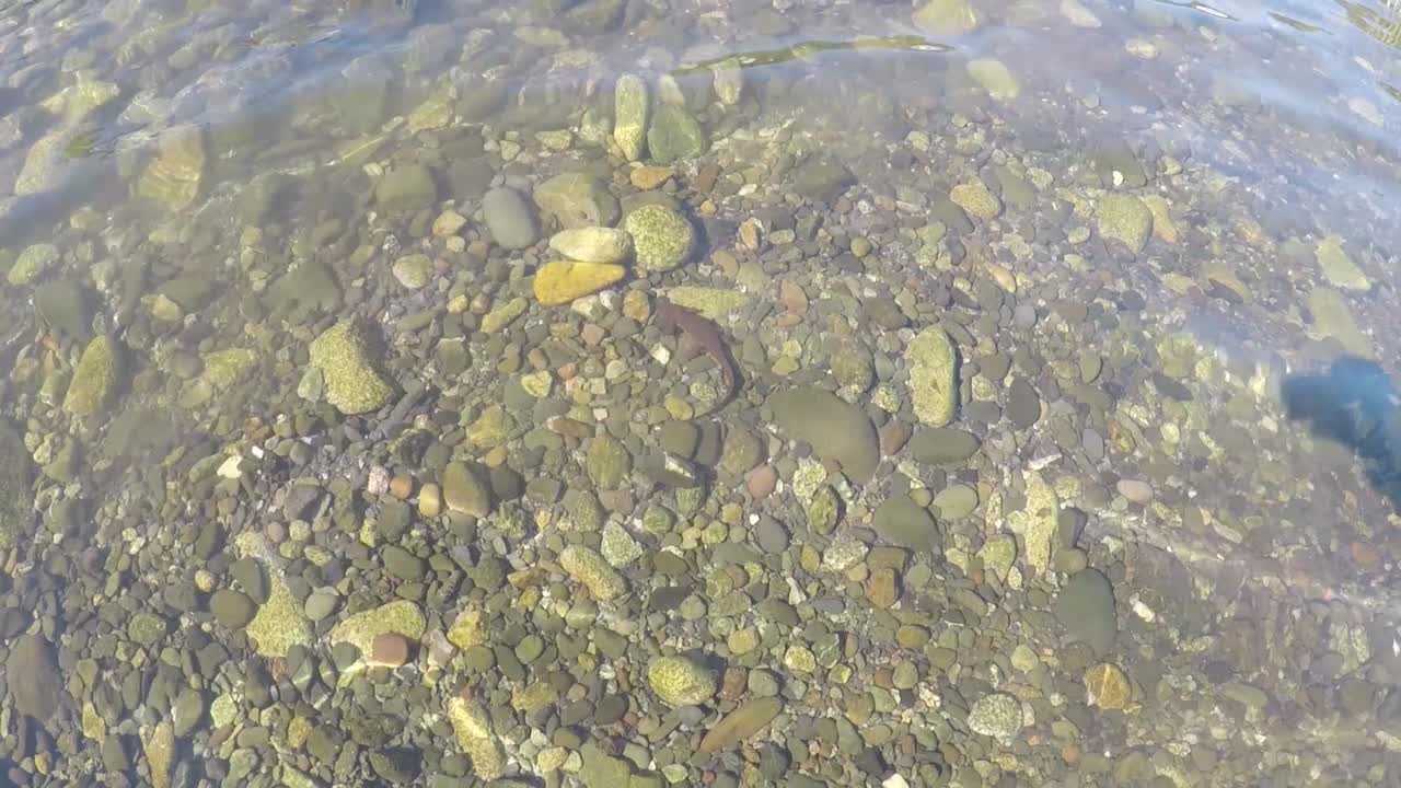 río elk en port orford, oregón