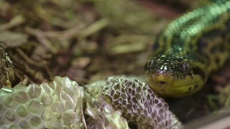 yellow anaconda beside its shed skin flicking tongue