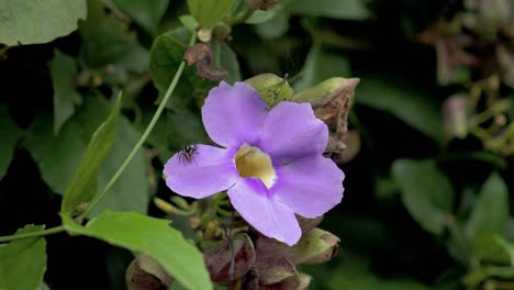 Flor-Morada-En-Cámara-Lenta-Y-Pequeña-Abeja-Negra