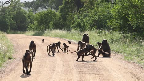 una tropa de babuino chacma camina por el camino de tierra hacia la cámara en el parque nacional kruger