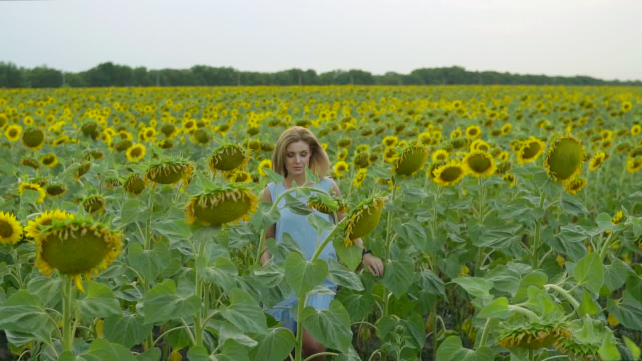 портрет молодой женщины в синем платье, идущей по поле подсолнечника, наслаждающейся природой. замедленная съемка