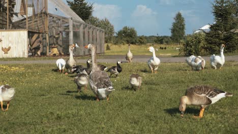 a flock of domestic geese on the farm