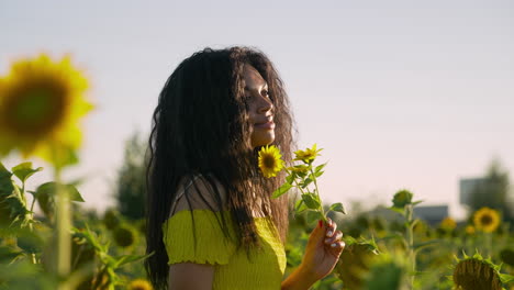 girasol en un campo