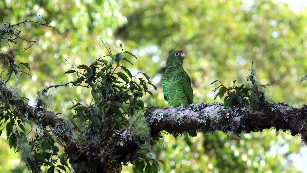 Endangered threatened Tucuman Parrot bird exotic wild in tropical rainforest jungle