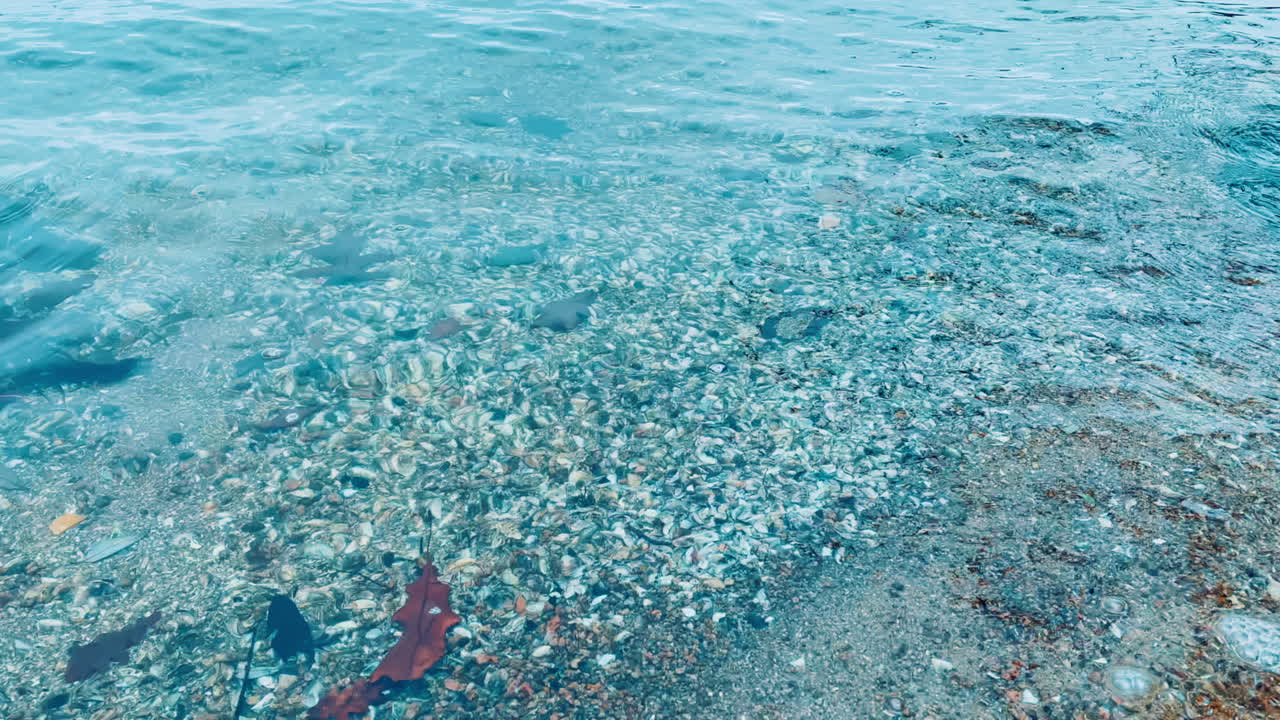 Clear Water Over Shells and Rocks on a Beach