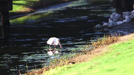 Seltener-Rosa-Löffler-Auf-Nahrungssuche-In-Einem-Kleinen-Bach-In-Florida