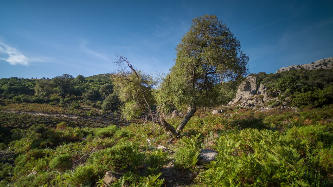 cerdeña árbol solitario 4k 01