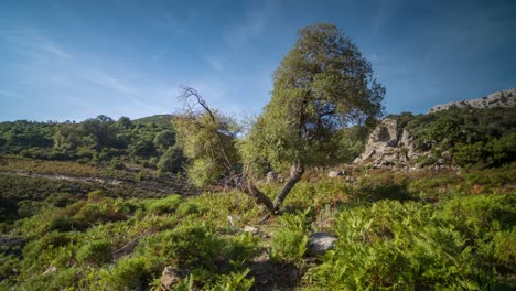 Cerdeña-Lone-Tree-4K-01