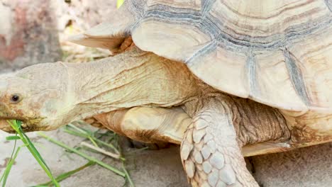 tortuga gigante comiendo hierba.