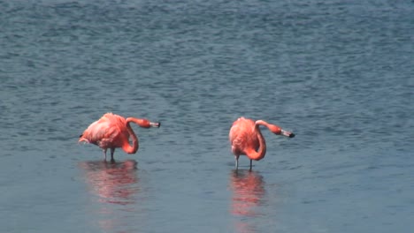 dos flamencos rosados