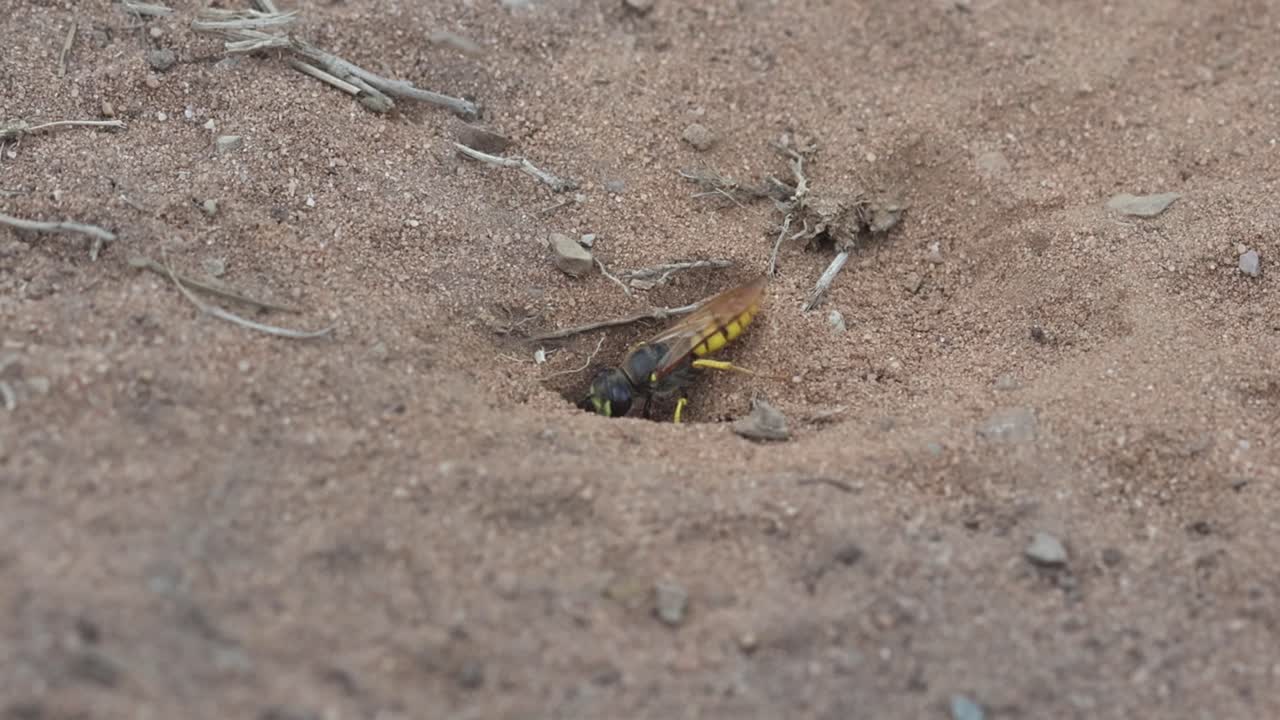 A Bee Wolf or Bee Killer Wasp, Philanthus triangulum, uncovering the entrance to its burrow. Summer. England. UK