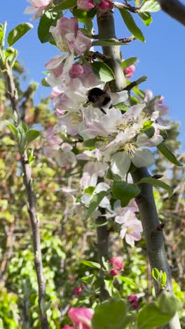 Vertical handheld video of apple tree flowers in spring, with a black-and-yellow striped hoverfly moving among pink buds and green leaves, glowing in soft sunlight against a blurred background.