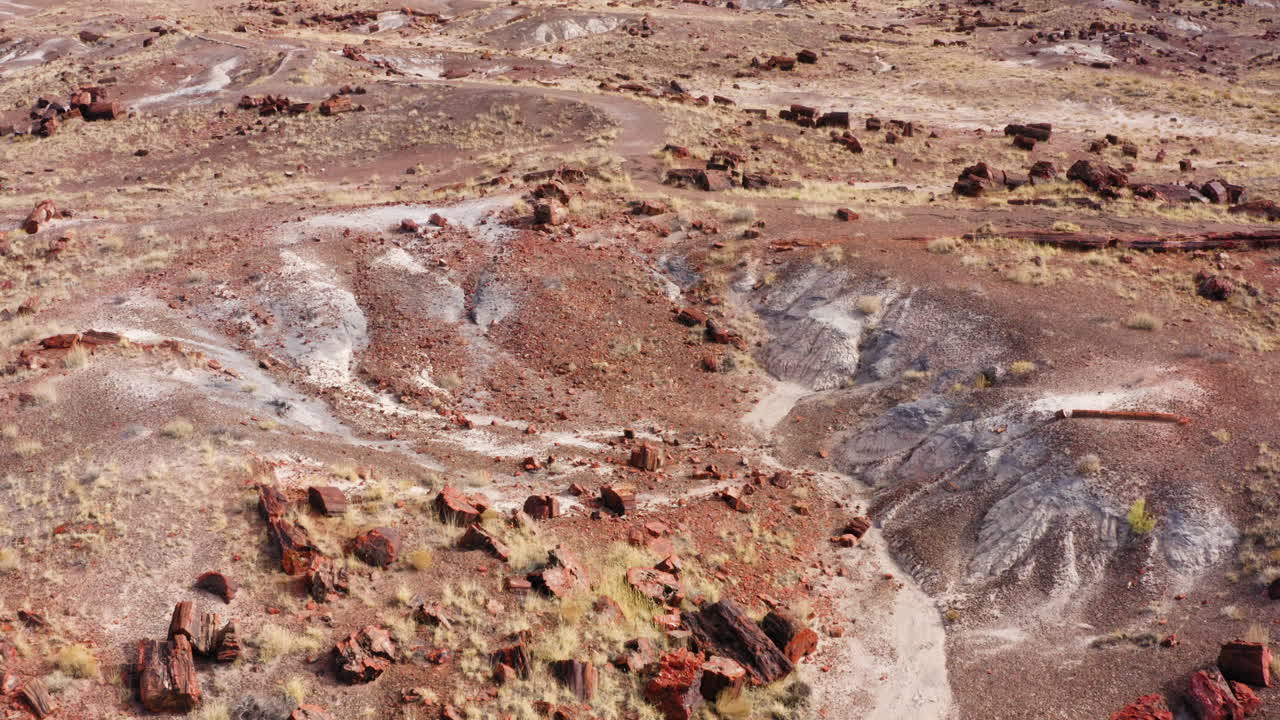 Tronchi d'albero pietrificati nei calanchi del Deserto Dipinto dell'Arizona