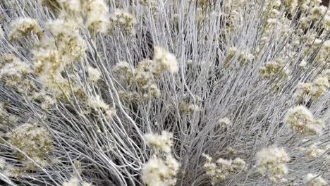 Cinematic-shot-of-Rubber-Rabbitbrush-pulling-out-in-morning-light-desert-environment