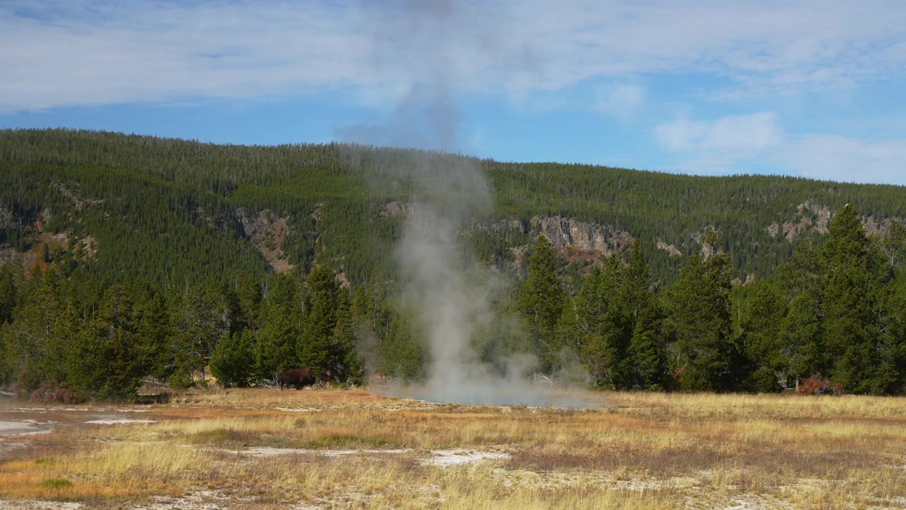 Otlayan Vahşi Bufalo Amerikan Bizonu Old Faithful Büyük Gayzeri Orta Gayzer Havzası Yellowstone Milli Parkı Wyoming sıcak su kaynakları termal buhar Sonbahar manzarası güneşli sabah mavi gökyüzü Biscuit Havzası
