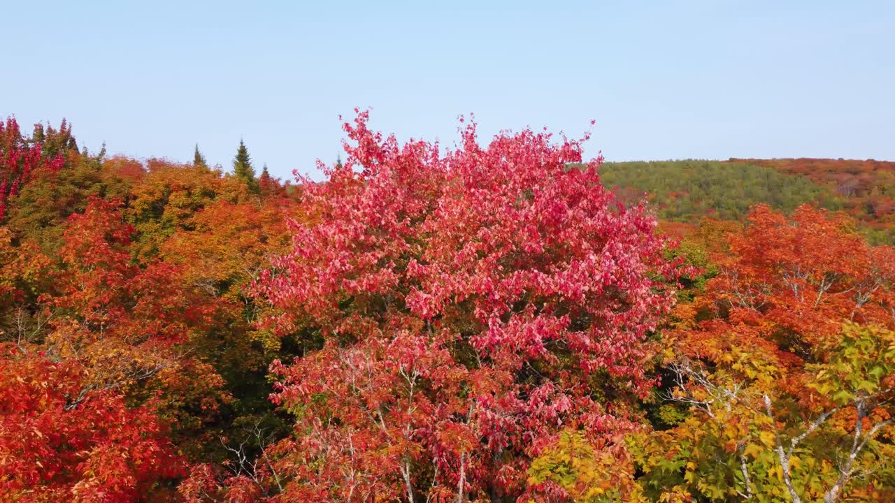 가을의 시원한 날씨에서 계절의 변화 동안 나무 잎의 놀라운 빨간색과 오렌지색 색조