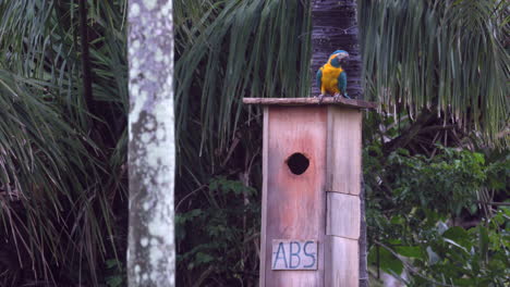 single endangered tropical rainforest blue-throated macaw parrot wild bird perched