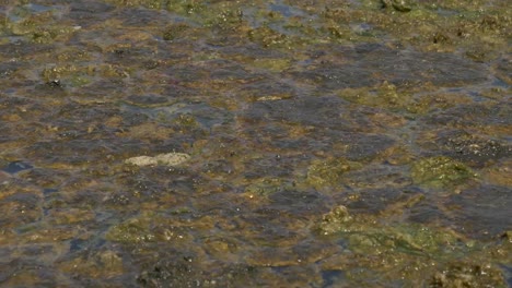 Nahaufnahme-Von-Algen,-Die-Auf-Der-Wasseroberfläche-Schwimmen