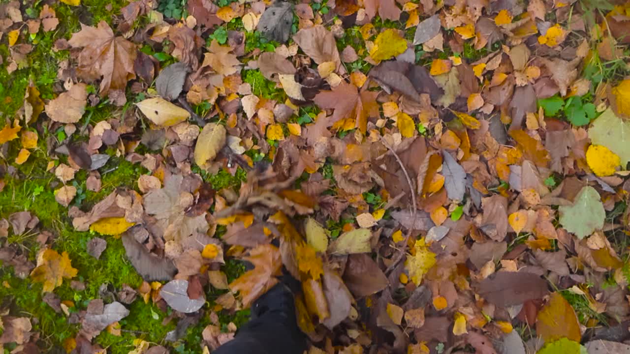 Foglie d'autunno: Calpestare il colorato fogliame autunnale