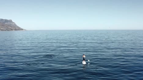 hombre en la superficie se encuentra con una ballena saltando junto a él