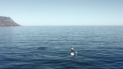 man on sup encounters whale breaching next to him