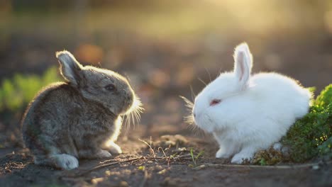 rabbit on green grass, white rabbit little rabbit, little white bunny