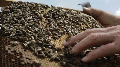 close up of hardworking bees on hive. close up view of the working bees on honeycomb in summer day
