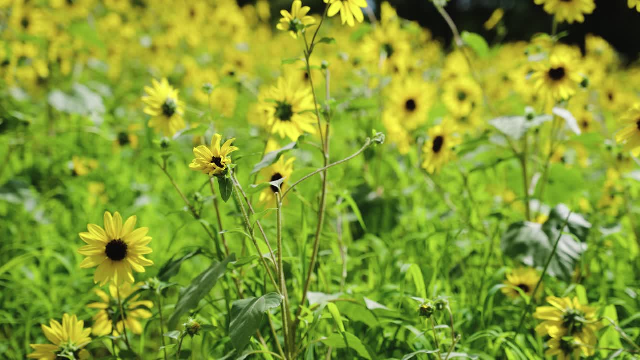 campo de girasoles amarillos en un cálido y hermoso día de verano