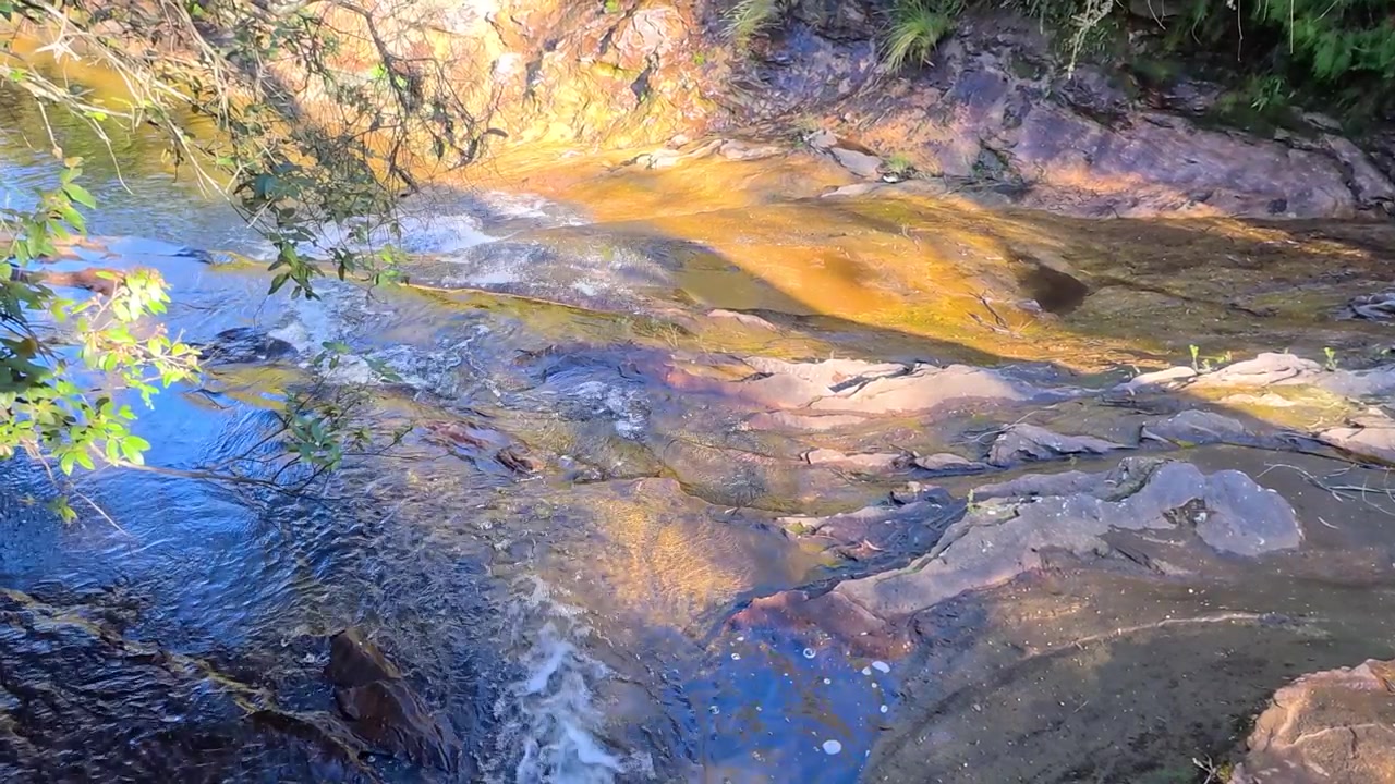 Acqua limpida del ruscello scorre su rocce di arenaria dorata in una lussureggiante cornice forestale, Wentworth Falls
