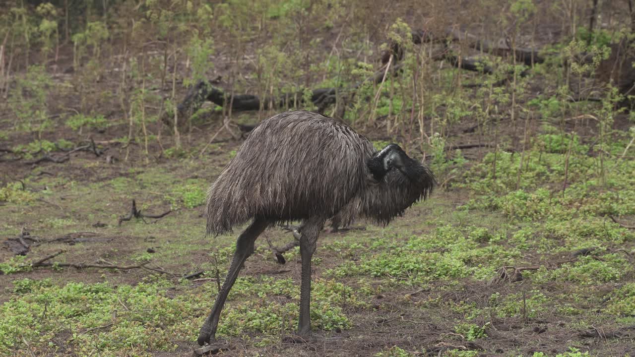 4k30 에무 새의 털 청소, 오스트레일리아 외, 오스트레일리아 야생동물