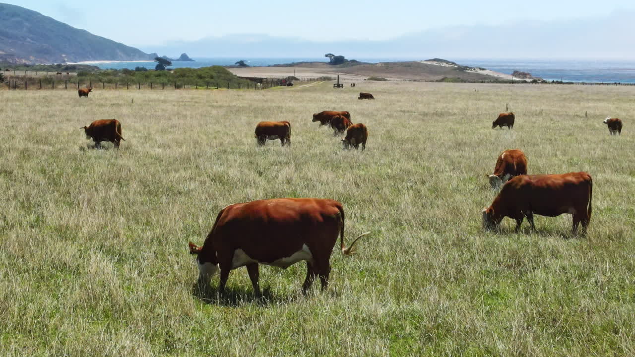 Una mandria di mucche pascola in un prato situato sulla costa californiana.