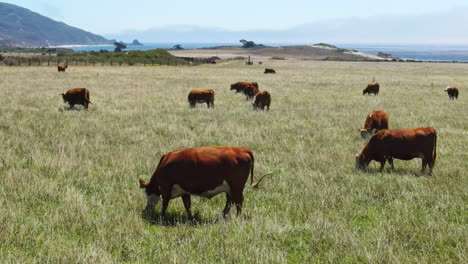 A-herd-of-cows-grazes-in-a-meadow-located-on-the-Californian-coast