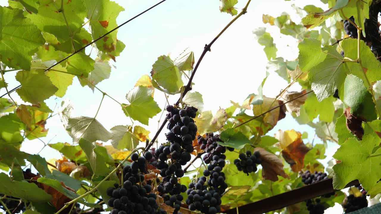 racimos de uvas de grenache siendo cosechados en la temporada de vendimia, cámara lenta
