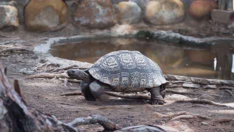 Tortuga-Caminando-En-El-Suelo-Cerca-Del-Estanque-En-El-Zoológico